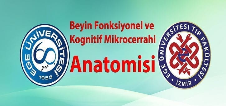 Beyin Fonksiyonel ve Kognitif Mikrocerrahi Anatomisi