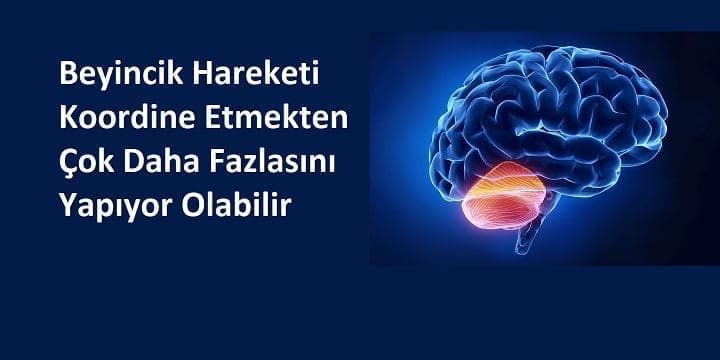 Hareketi Koordine Etmekten Çok Daha Fazlasını Yapıyor Olabilir